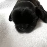 シーズー