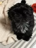 シーズー【愛媛県・男の子・2024年11月2日・ブラック】の写真4