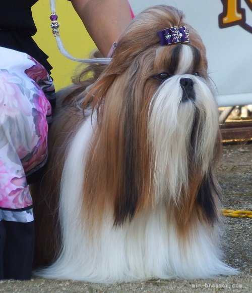 シーズー【・男の子・2017年1月10日・レッド&amp;ゴールド】