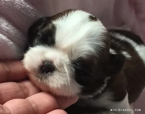 ID：1901-00107の子犬