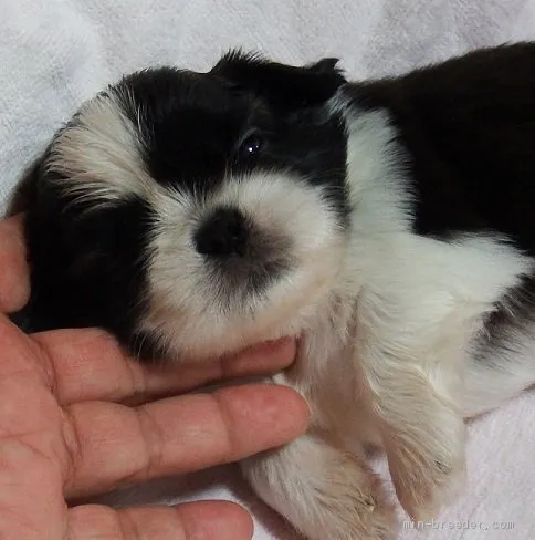 ID：1908-00134の子犬