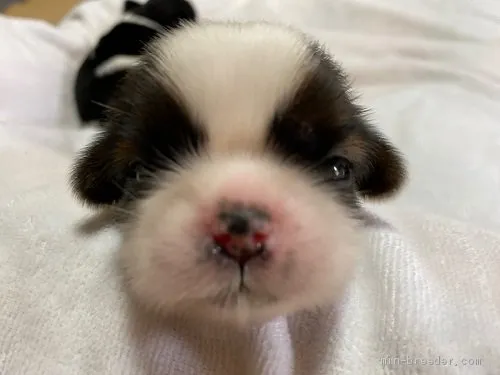 ID：2007-01823の子犬