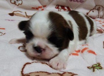 シーズー【愛媛県・男の子・2016年4月14日・ゴールド&ホワイト】の写真「可愛いお顔に癒されます。」