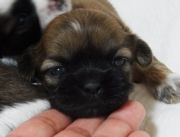 シーズー【愛媛県・男の子・2019年4月2日・ゴールド ブラックマスク】の写真「父犬は外産ブラックです。」