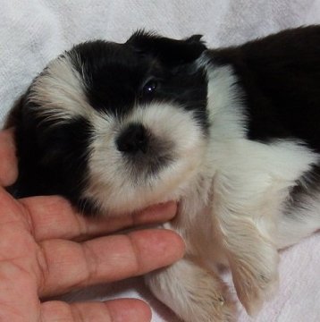 シーズー【愛媛県・男の子・2019年7月11日・ブラウン・ブリンドル&ホワイト】の写真「父犬は、輸入犬　ブラックです！」