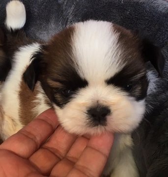 シーズー【愛媛県・男の子・2019年8月6日・ゴールド&ホワイト】の写真「父犬はJKC・CH　眼が大きくて足の短い男の子です」