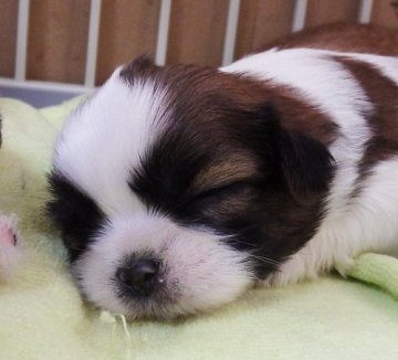 シーズー【愛媛県・女の子・2019年11月24日・ゴールド&ホワイト】の写真「父犬は輸入犬のブラックです。」