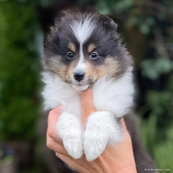 ID:2209-03338の子犬