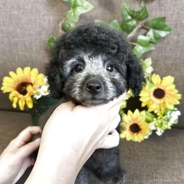ID：2506-01107の子犬