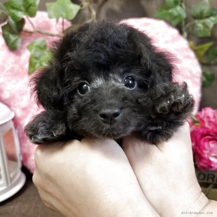 ID:2506-04778の子犬