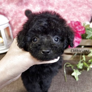 トイプードル(ティーカップ)【埼玉県・男の子・2025年4月22日・ブラック】の写真「クリクリお目目の小さくてめちゃかわな男の子♪」