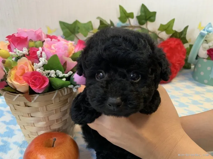 ID：1903-02135の子犬