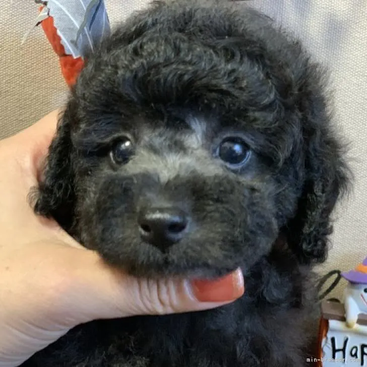ID:2209-01622の子犬