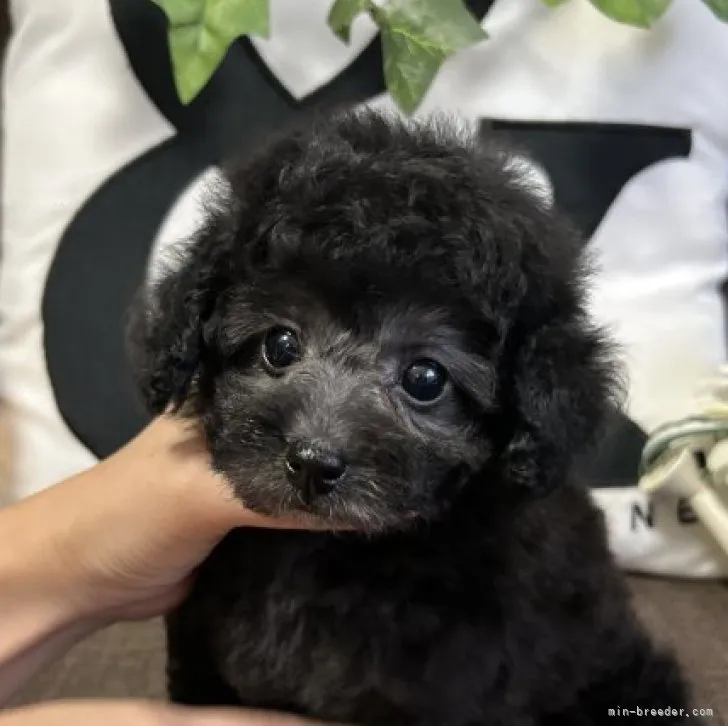 ID:2309-00625の子犬