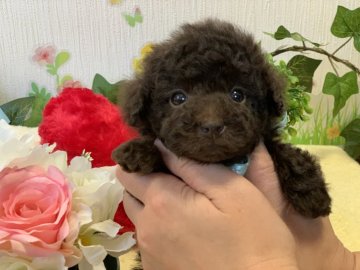 トイプードル(ティーカップ)【埼玉県・男の子・2020年3月2日・ブラウン】の写真「ちょっとたれ目でキュートな男の子です♪」