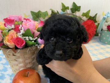 トイプードル(タイニー)【埼玉県・男の子・2019年2月8日・ブラック】の写真「まんまるお目々のおっとり君です♬」