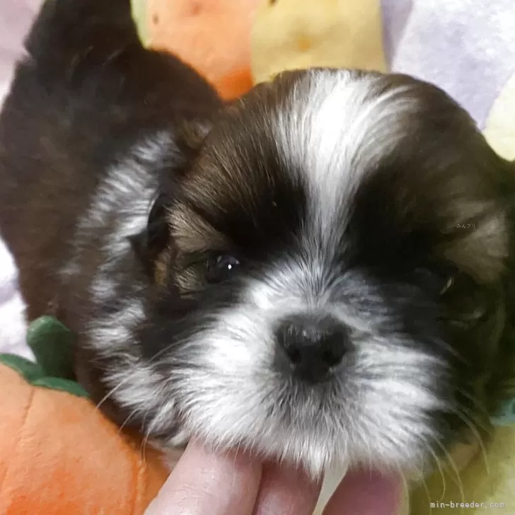 ID:2507-03119の子犬