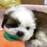 シーズー