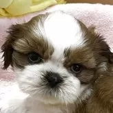 シーズー