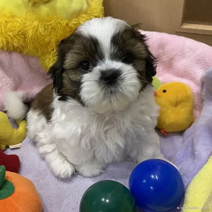 ID:2406-04760の子犬