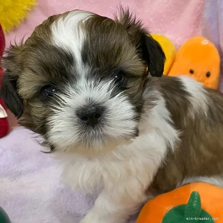 K.M 様のお迎えした子犬