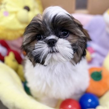 シーズー【京都府・女の子・2022年12月24日・ゴールド&ホワイト】の写真「がんばり屋さんな可愛い女の子♡」