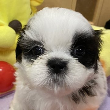 シーズー【京都府・男の子・2023年1月10日・ブラック&ホワイト】の写真「元気でイケメンなロンツー（龍の子）♪」