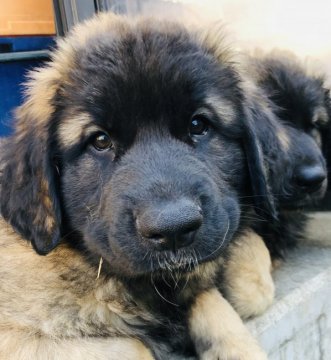 レオンベルガー【東京都・女の子・2018年11月12日・ライオンカラー】の写真「超大型希少犬種、レオンベルガー です。」