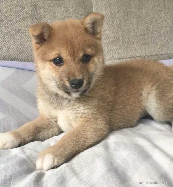 豆柴 茨城県 女の子 年4月21日 赤 茶 茶色 両親三代祖豆柴認定犬 本物の豆柴 をお探しの方 みんなのブリーダー 子犬id 05