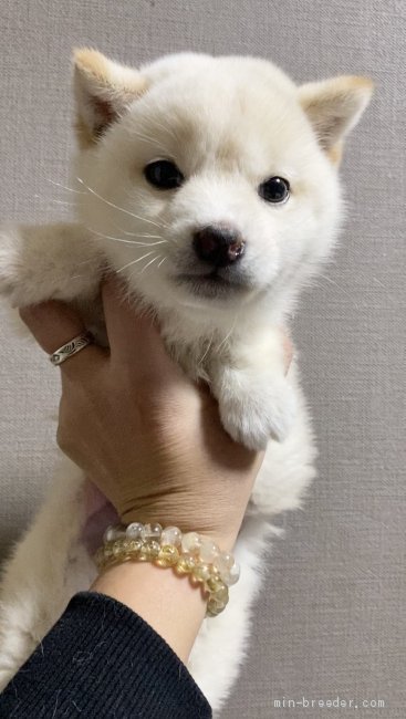 菊地弥紗子ブリーダーの評価一覧 口コミ 評判 全犬種 全8件中 171 180件目を表示 みんなのブリーダー みんなのブリーダー