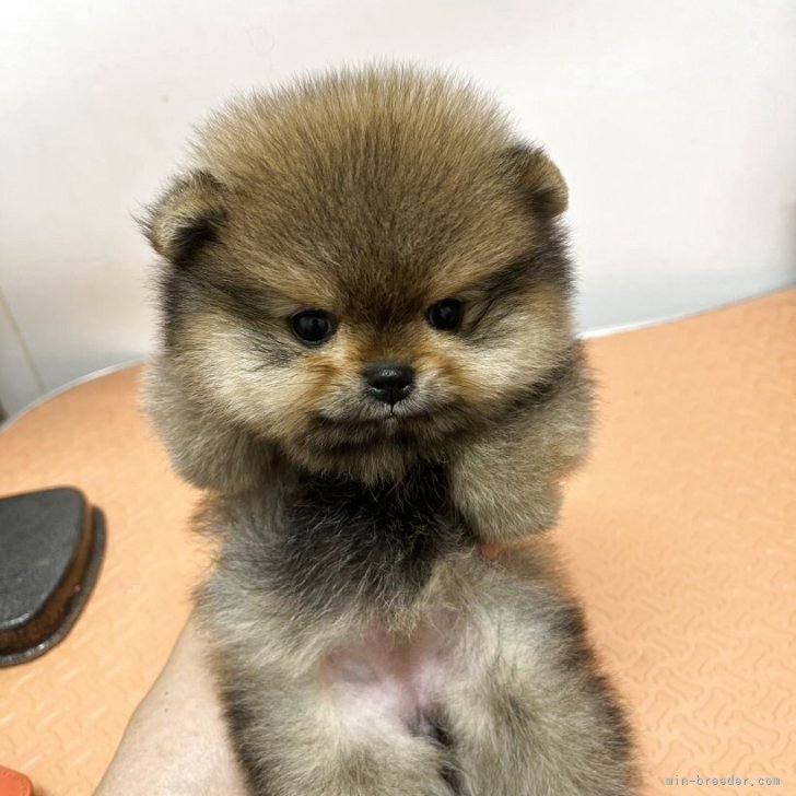 ブリーダー画像