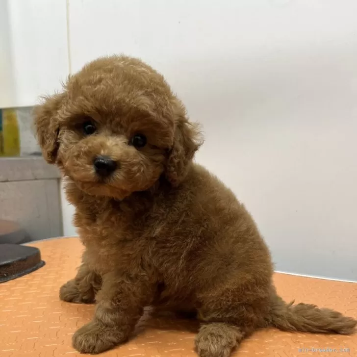 ID：2412-04106の子犬