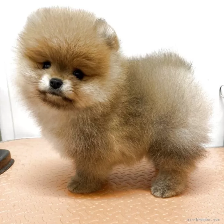 ID:2503-06578の子犬