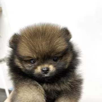 ポメラニアン【大阪府・男の子・2025年8月23日・オレンジセーブル】父