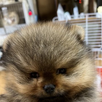 ポメラニアン【大阪府・男の子・2024年12月6日・オレンジ】の写真「小さくて可愛い。爆毛です！」