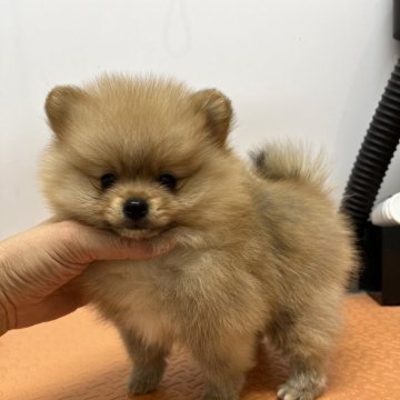 ポメラニアン【大阪府・男の子・2024年10月14日・オレンジ】の写真「父はJKCチャンピオン。綺麗なオレンジの男の子。」