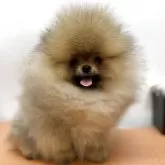 ポメラニアン