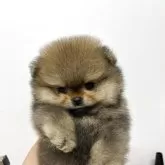 ポメラニアン