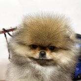 ポメラニアン