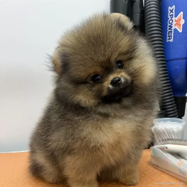 Y.H(ルントパパ) 様のお迎えした子犬