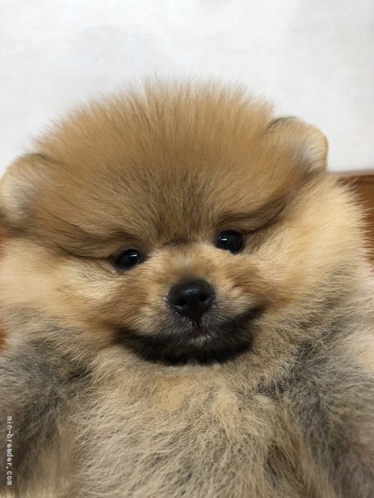 ポメラニアン 大阪府 女の子 21年5月24日 オレンジ めちゃくちゃ可愛いです みんなのブリーダー 子犬id 2107
