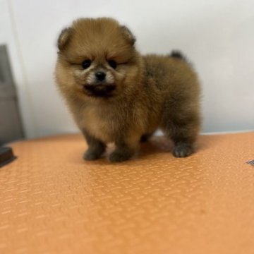 ポメラニアン【大阪府・男の子・2023年4月8日・オレンジ】の写真「小さくて可愛い男の子!」