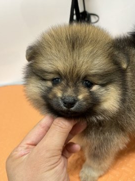 ポメラニアン【大阪府・女の子・2022年2月3日・オレンジセーブル】の写真「可愛い女の子」