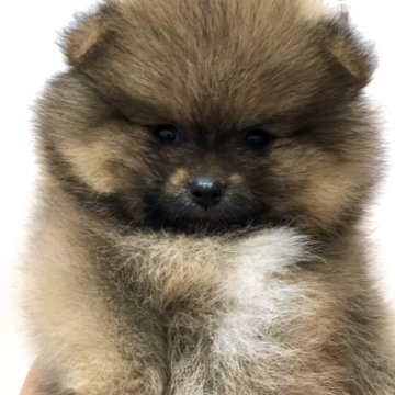 ポメラニアン【大阪府・女の子・2022年12月23日・オレンジ】の写真「お顔の詰まった可愛い女の子です!」