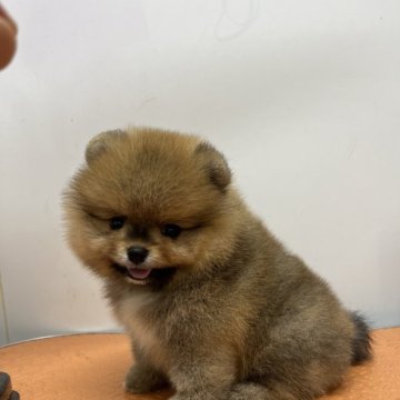 ポメラニアン【大阪府・男の子・2024年5月16日・オレンジ】の写真「両親共に輸入犬。ミスカラーありますが可愛いですよ。」