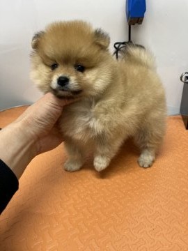 ポメラニアン【大阪府・男の子・2022年2月3日・オレンジ】の写真「明るいオレンジの男の子」