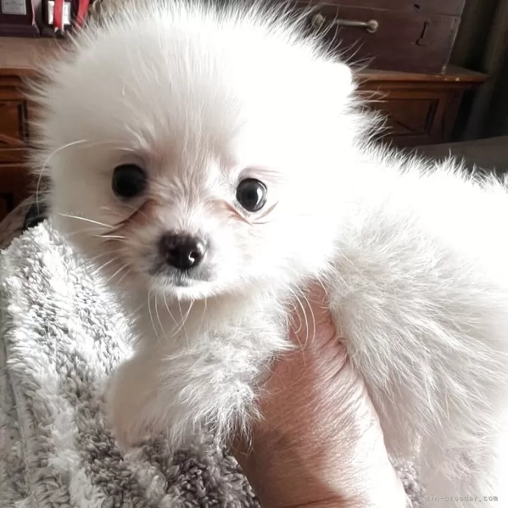 ポメラニアン【大阪府・女の子・2025年8月31日・クリーム】の写真1「体重780gになりました。元気いっぱいです」