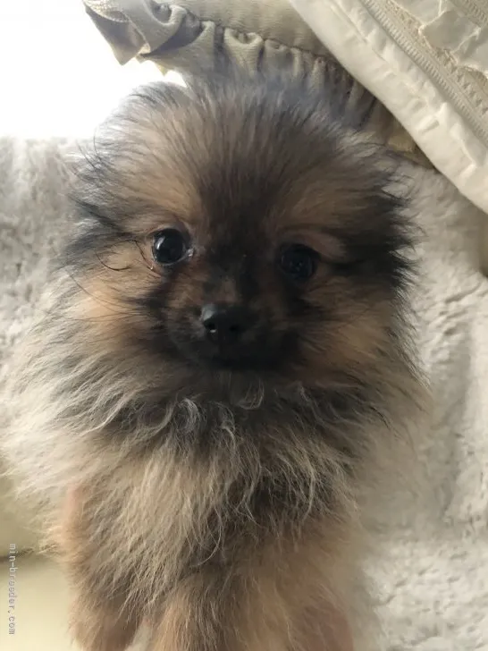 ID:2108-03985の子犬