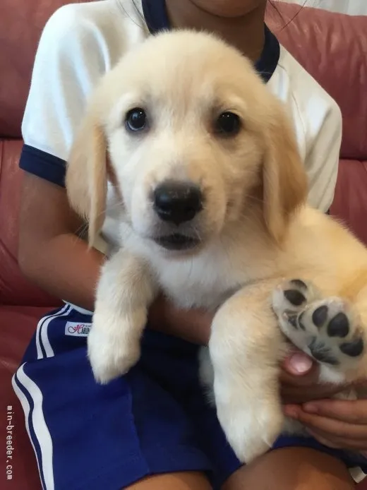 K.D 様のお迎えした子犬