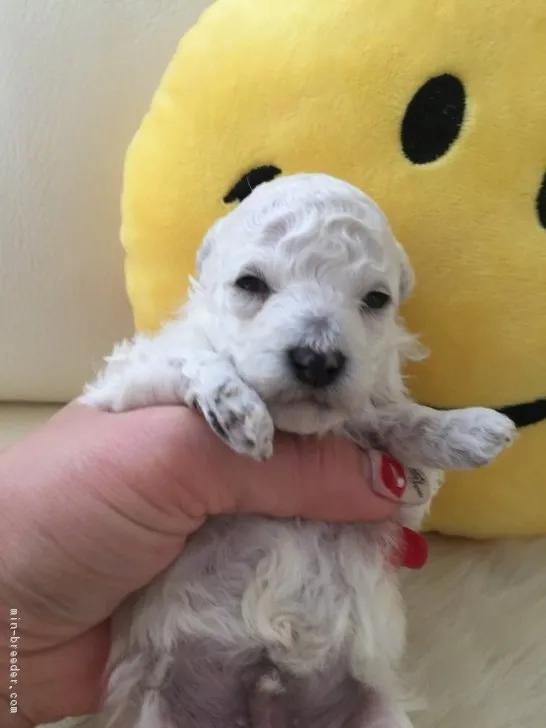 ID:1704-00108の子犬